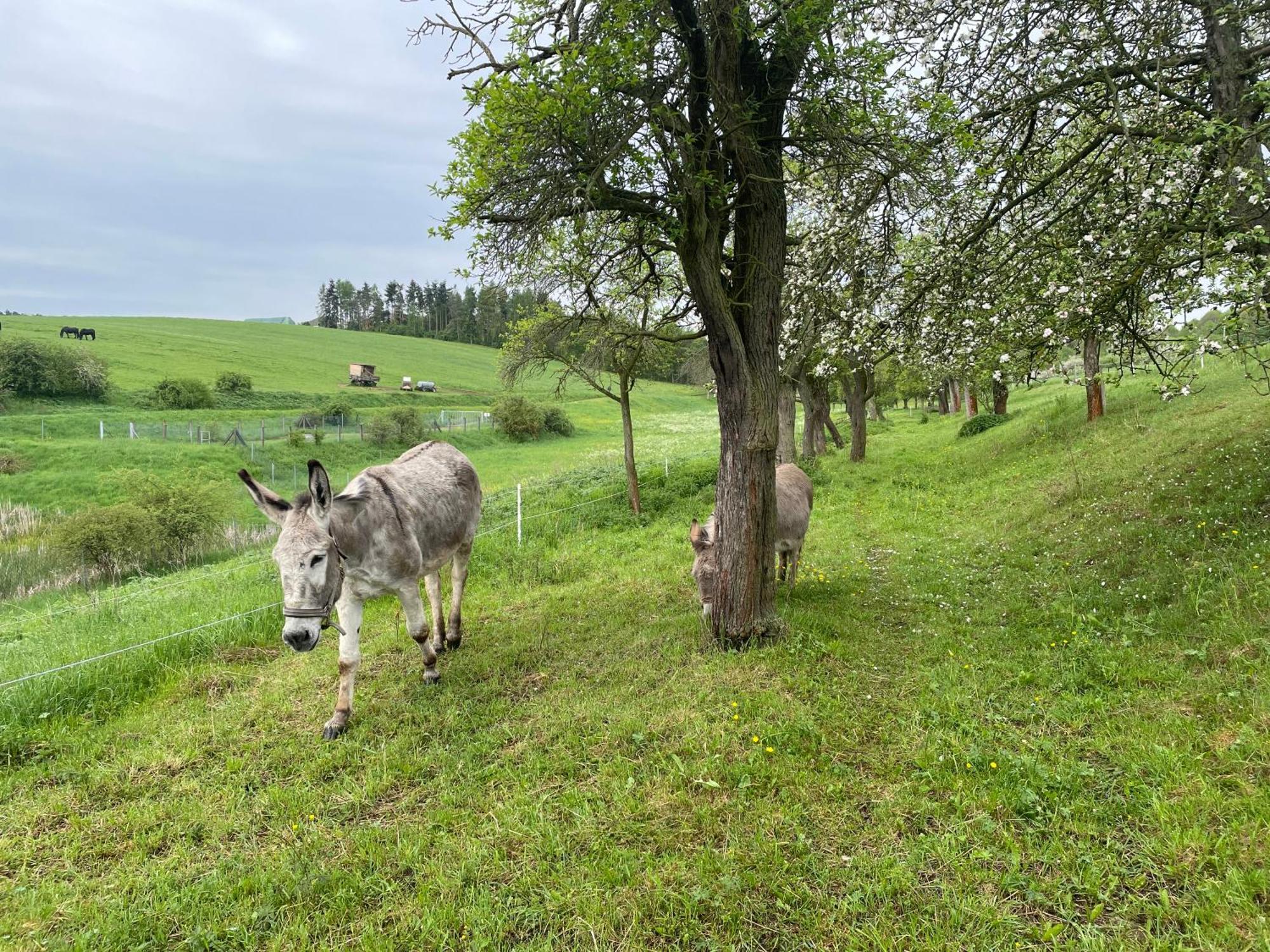 Ferienhof"Waldesel Rippersroda" Экстерьер фото